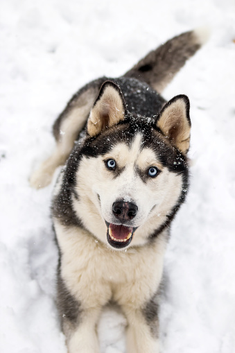 A stunning Siberian Husky with vivid blue eyes poses in snow, exuding joy and warmth. The contrast of pristine white snow against the dark fur highlights the dogs vibrant personality.