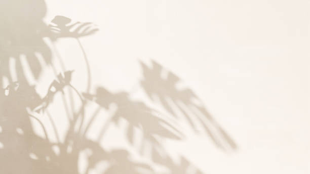 istock Sunlight cast leaf foliage shadow of monstera tree plant on blank cream concrete wall 2150080024
