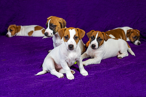 beautiful Jack Russell puppies sitting and lying on a purple blanket Traveling with puppies and moving