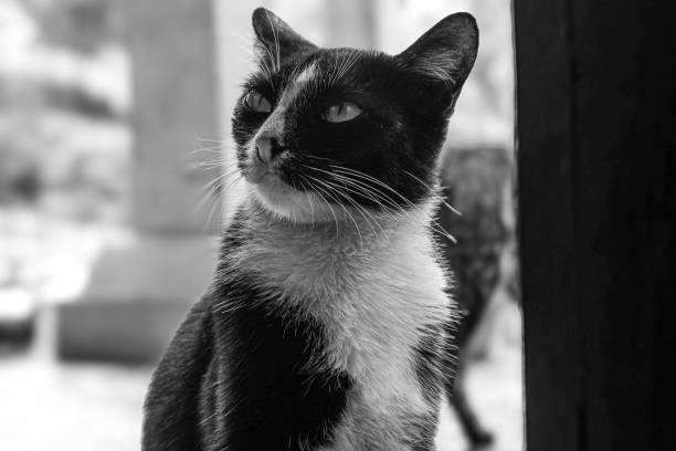 istock A cute cat sitting on the doorstep 2150080261