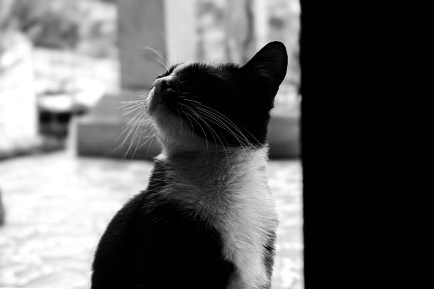 A cute cat sitting on the doorstep