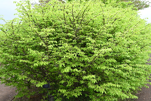 Prunus virginiana, commonly called bitter-berry, chokecherry, Virginia bird cherry, and western chokecherry is a species of bird cherry  native to North America.  Great Basin National Park, Nevada.