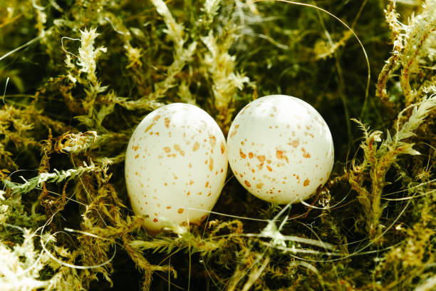 Nest and eggs of a Blue Tit (Cyanistes Caeruleus)