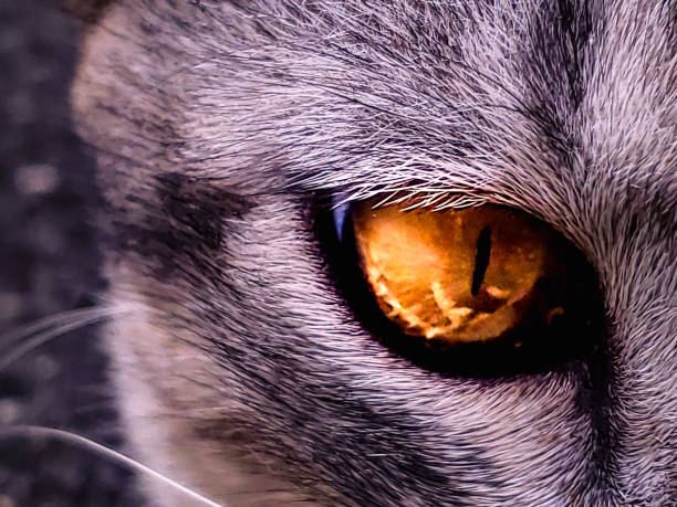 close up of cat eye