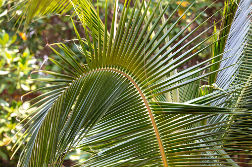 Palm leaves on nature in the park. Tropics.