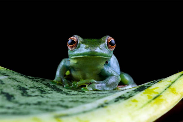 istock Rhacophorus dulitensis, Jade tree frog sitting on leaves 2150081733