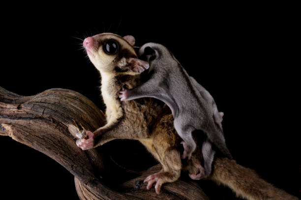istock sugar glider is carrying a child 2150081741