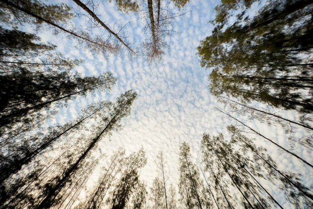 Bottom view of a tall pine tree in pine forest against beautiful sunlight in the cloudy sky. Nature and environment conservative concept.