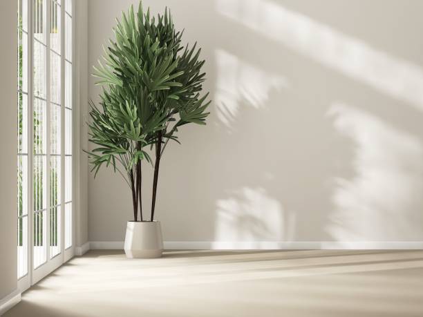 istock Cream wall room with palm tree in sunlight from sliding door, window to courtyard with shadow on beige floor 2150083487