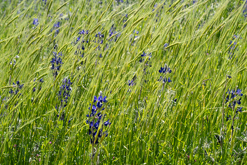 A field of blue lupines and green emmer wheat, on a sunny spring day in Israel.