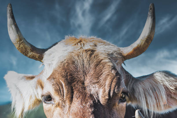 istock Closeup of a cow's horns 2150084138