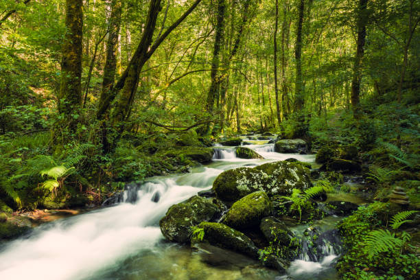 istock Unaltered stream in the forest. As Fragas do Eume, Galicia, Spain. 2150084355