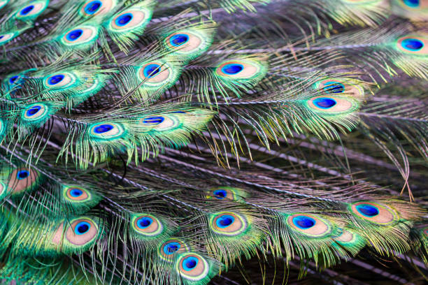 istock china peacockchongqin zoo 2150085542