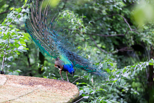 istock china peacockchongqin zoo 2150085543