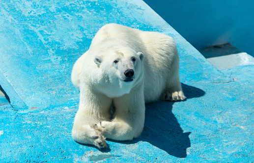 Portrait of a polar bear in the zoo.