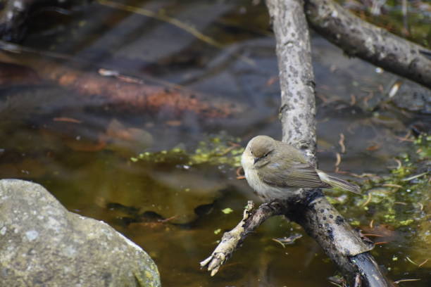 istock Small ( songbird ?) bird on a branch over a birdbath. 2150086414