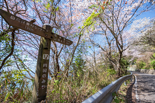 Kagawa, Japan - April 10 2023 : Route of Shikoku to go to Mt. Shiude (Shiudeyama) Mountaintop Observatory. Cherry blossoms in full bloom. Shonai Peninsula, Mitoyo, Kagawa, Shikoku, Japan.