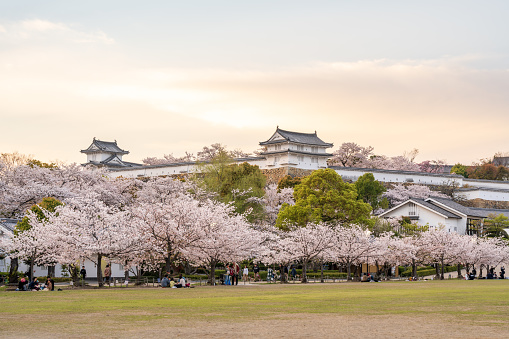 Hyogo, Japan - April 10 2023 : Himeji Castle in sunset time with cherry blossoms full bloom in the spring.