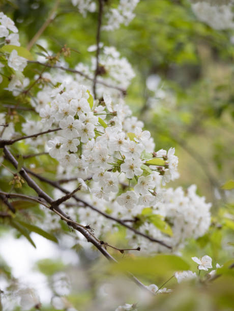 istock A blooming bouquet of white cherry blossom on branches on its tree 2150086586