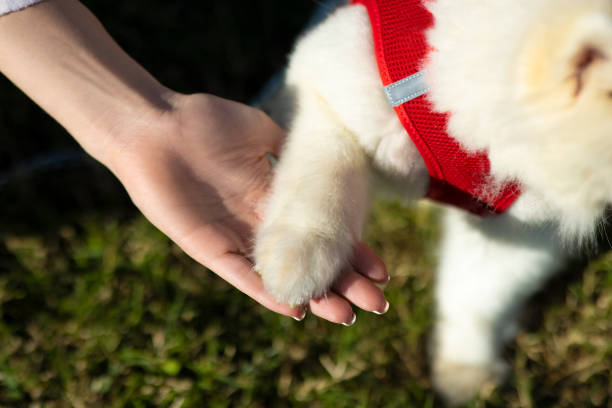 Dog paw in owner hand
