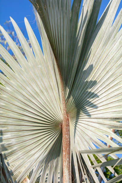 istock Palm leaves on nature in the park. Tropics 2150086812