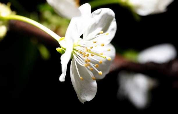 White cherry flowers isolated on black background. Close-up.