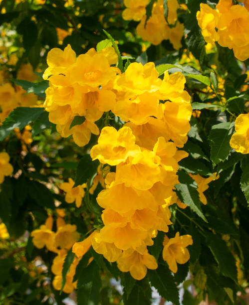 istock Beautiful yellow flowers on a tree in the tropics 2150087087