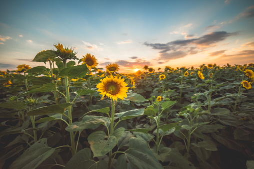 Sunflowers at sunset or sunrise. Dramatic sky, sunflower field