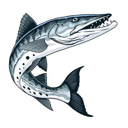 Vector of Hand Drawn Illustration of Barracuda Fish Vintage