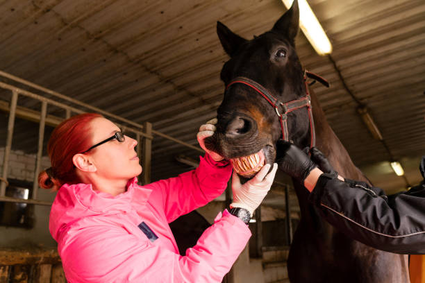 istock Veterinary dentist inspecting black horse's teeth 2150088339