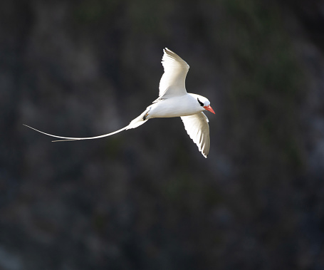 Red-billed Tropicbird, Phaethon aethereus, of the mesonauta subspecies, flying over Little Tobago island, Trinidad and Tobago.