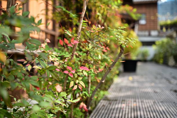 istock Springtime Splendor: A Japanese Garden Basking in Sunlight 2150088912