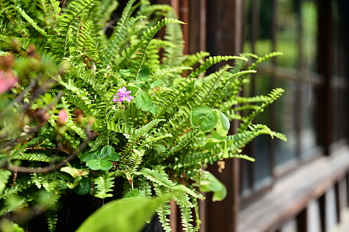 On a sunny day, sunlight warmly bathes ferns outside a Japanese wooden house. Lush and green, these ferns thrive, adding a natural touch to the house.