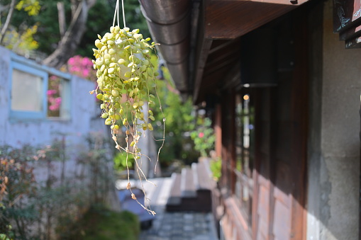 Bask in the tranquility of a Japanese courtyard, where sun-dappled money plants adorn the eaves of a traditional wooden house. This captivating scene embodies the essence of spring's beauty, inviting a sense of carefree joy.