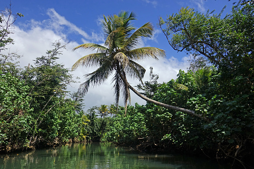 Tropical forest scene of a large palm tee growing over Indian River on Domina