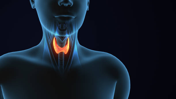 istock 3D Human Body Thyroid Gland Anatomy 2150089266