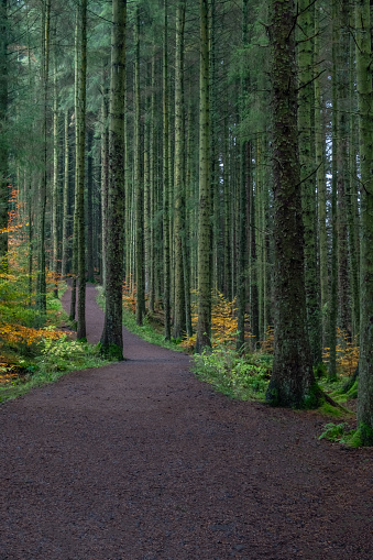 Woodland trail through the Lancashire countryside, North West England, UK.