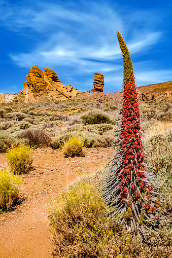 Tower of jewels (Echium wildpretii) is an endemic plant on the isalnd of Tenerife, Canary Islands, Spain.