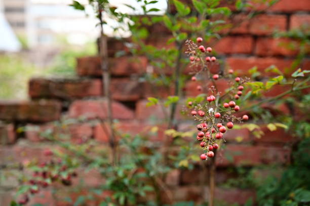 Close-up of red berries from Heavenly Bamboo in front of red brick walls during the day.