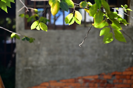 Sunlight through spring leaves against a patched brick wall, symbolizing vitality and time's passage. Stark contrast evokes new life and history's intertwining.