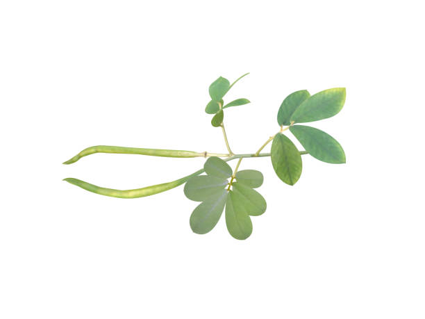 Senna tora plant and seeds are edible and widely used in traditional Indian and South Asian medicine