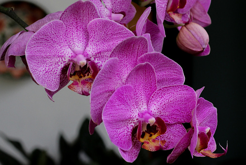 Orchid flowers or Orchidaceae, a type of shark plant that is widespread in Southeast Asia.