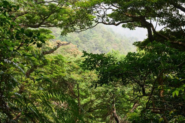 Forest in Hong Kong