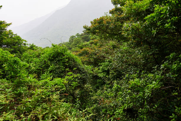 Sub Tropical forest in Lantau Island. Hong Kong.