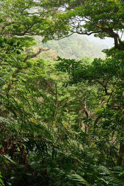 istock Forest in Hong Kong 2150092751