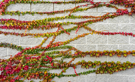 Ivy branch with red leaves on gray brick wall. Hedera round-creeping woody plants