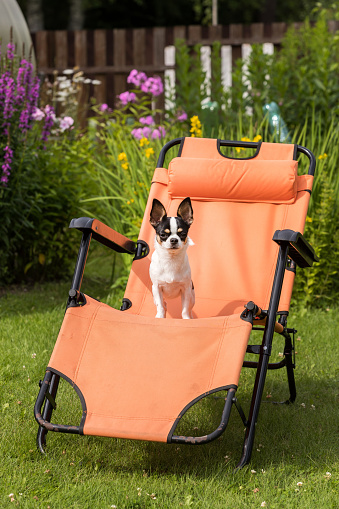 Chihuahua dog lies on an orange deck chair