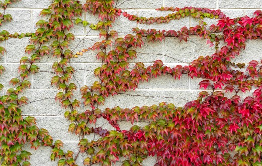 Ivy branch with red leaves on gray brick wall. Hedera round-creeping woody plants