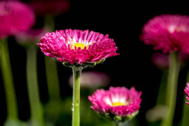 Beautiful blooming Daisy red Bellis flowers isolated on a black background. Flower head close-up.
