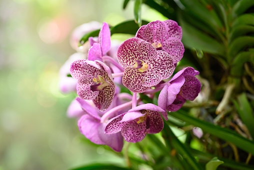 Beautiful Purple Vanda orchid flower blossom in Thailand
